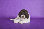 liegender Lagotto Romagnolo Welpe