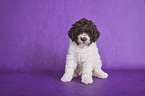 sitzender Lagotto Romagnolo Welpe