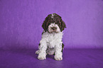 sitzender Lagotto Romagnolo Welpe