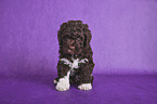 sitzender Lagotto Romagnolo Welpe