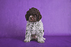 sitzender Lagotto Romagnolo Welpe