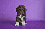 sitzender Lagotto Romagnolo Welpe