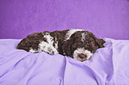 liegender Lagotto Romagnolo Welpe