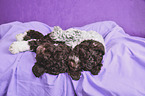 liegende Lagotto Romagnolo Welpen