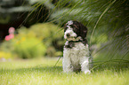 Lagotto Romagnolo Welpe