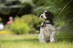 Lagotto Romagnolo Welpe