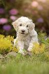 Lagotto Romagnolo Welpe