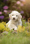 Lagotto Romagnolo Welpe