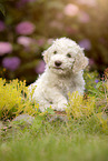 Lagotto Romagnolo Welpe