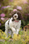 Lagotto Romagnolo Welpe