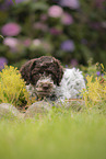 Lagotto Romagnolo Welpe