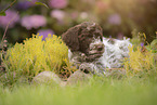 Lagotto Romagnolo Welpe