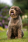 sitzender Lagotto Romagnolo