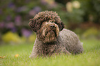 liegender Lagotto Romagnolo