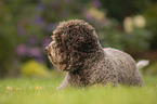 liegender Lagotto Romagnolo