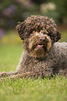 liegender Lagotto Romagnolo