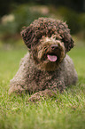 liegender Lagotto Romagnolo