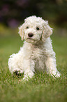 Lagotto Romagnolo Welpe