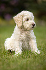 Lagotto Romagnolo Welpe