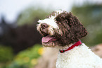 Lagotto Romagnolo Portrait