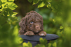 Lagotto Romagnolo Welpe im Hut