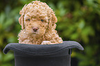 Lagotto Romagnolo Welpe im Hut