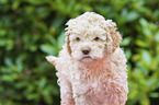 Lagotto Romagnolo Welpe Portrait