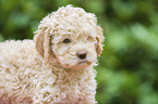 Lagotto Romagnolo Welpe Portrait