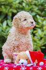 sitzender Lagotto Romagnolo Welpe