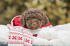 Lagotto Romagnolo Welpe Portrait