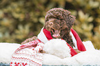 Lagotto Romagnolo Welpe Portrait