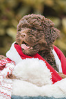 Lagotto Romagnolo Welpe Portrait