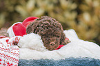 Lagotto Romagnolo Welpe Portrait