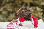 Lagotto Romagnolo Welpe Portrait