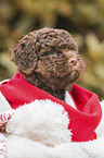 Lagotto Romagnolo Welpe Portrait