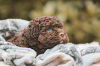 Lagotto Romagnolo Welpe Portrait