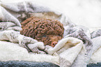 Lagotto Romagnolo Welpe Portrait