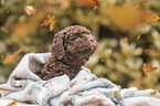 Lagotto Romagnolo Welpe Portrait