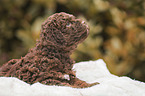 liegender Lagotto Romagnolo Welpe