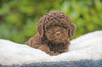 Lagotto Romagnolo Welpe