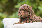 liegender Lagotto Romagnolo Welpe