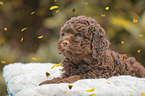 liegender Lagotto Romagnolo Welpe