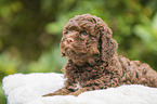 liegender Lagotto Romagnolo Welpe