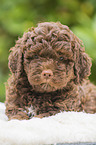 Lagotto Romagnolo Welpe