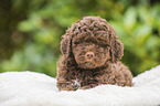 Lagotto Romagnolo Welpe