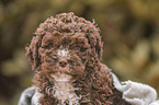 Lagotto Romagnolo Welpe Portrait