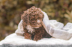 Lagotto Romagnolo Welpe