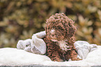 Lagotto Romagnolo Welpe