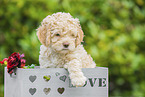 Lagotto Romagnolo Welpe in einer Box