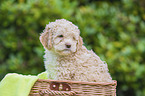 Lagotto Romagnolo Welpe im Krbchen